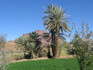 excursion marrakech (22)