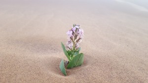 Sand Rose   